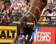 1 Asteroid X Flaming Abigail embryo