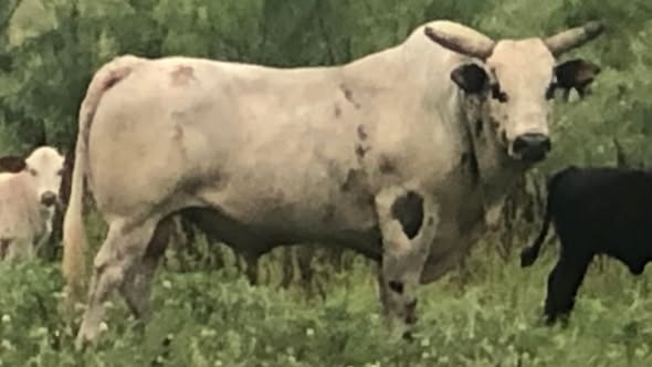 1 straw 407 Buffalo Scott