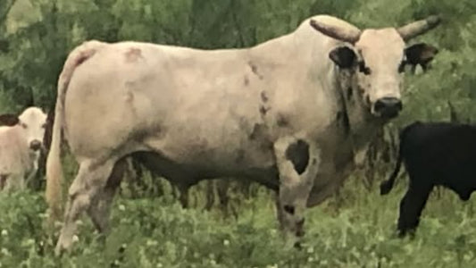 1 straw 407 Buffalo Scott