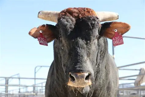 1-3 Embryos - Chiseled X 713C