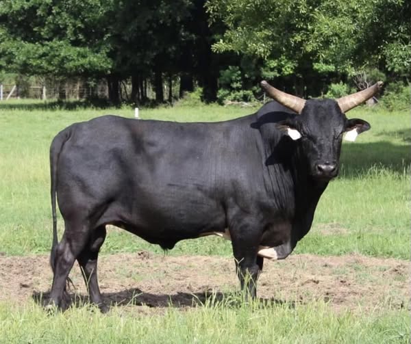 1 Embryo 015 X High Tensile daughter