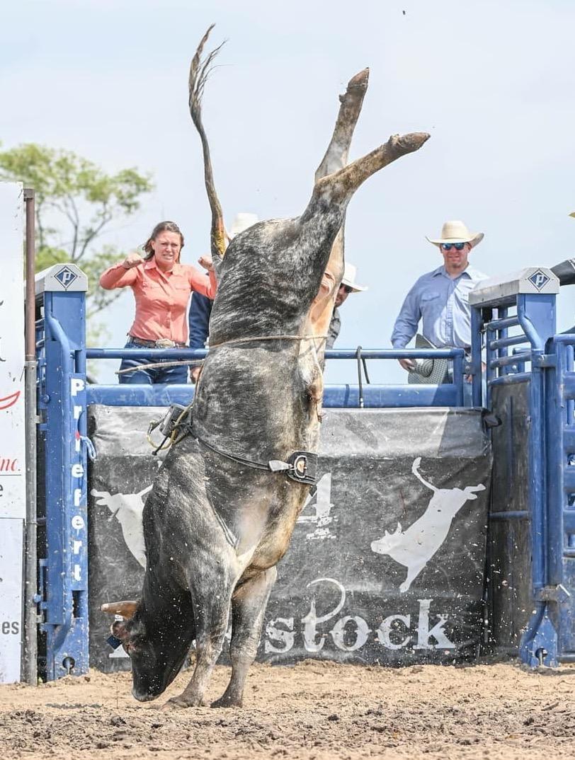 Bull being ridden in an outdoor rodeo arena with people watching