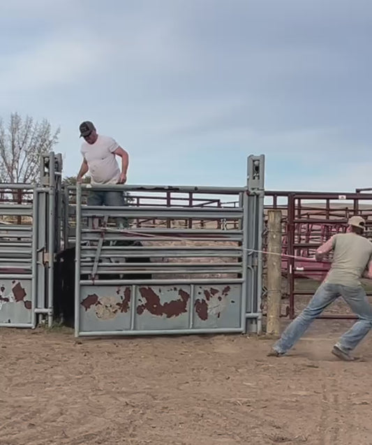 57M - 2 year old bucking bull